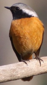 ジョウビタキの写真