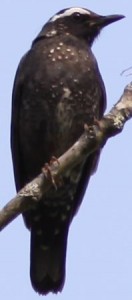 マミジロの写真