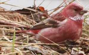 オオマシコの写真