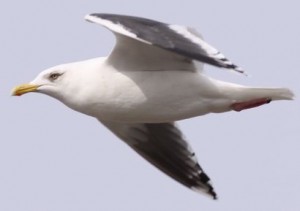 オオセグロカモメの写真