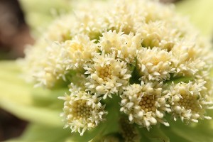 アキタブキの写真