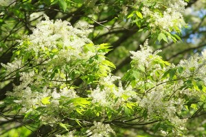 アオダモの写真