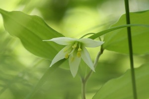 チゴユリの写真