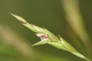 チマキザサの写真