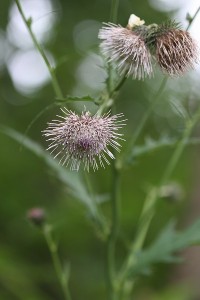 チシマアザミの写真