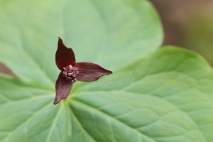 エンレイソウの写真