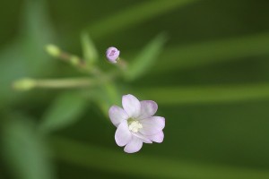 エゾアカバナの写真