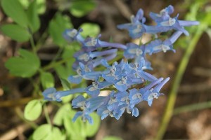 エゾエンゴサクの写真