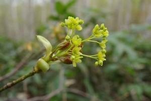 エゾイタヤ（イタヤカエデ）の写真