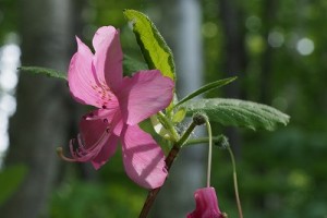 エゾムラサキツツジの写真