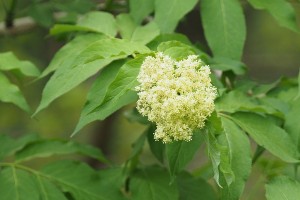 エゾニワトコの写真