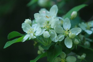 エゾノコリンゴの写真