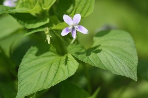 エゾノタチツボスミレの写真