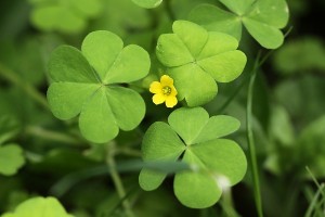 エゾタチカタバミの写真