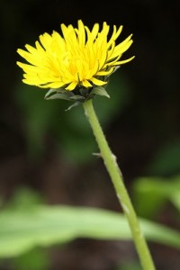 エゾタンポポの写真