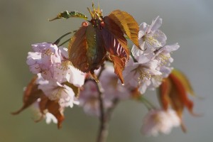 エゾヤマザクラの写真