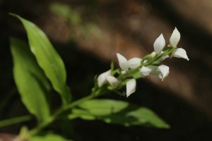 ギンランの写真