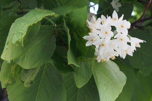 ハクウンボクの写真