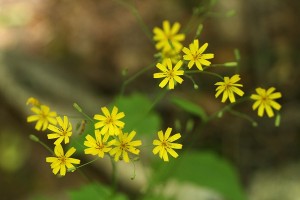 ハナニガナの写真