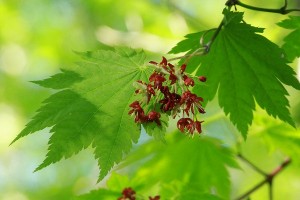 ハウチワカエデの写真