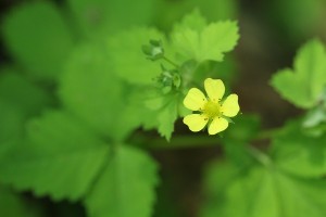 ヒメヘビイチゴの写真