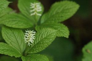 ヒトリシズカの写真