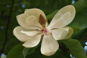 ホオノキの写真