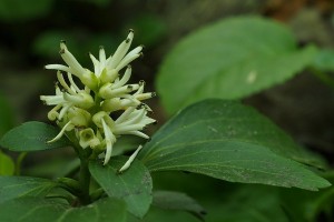 フッキソウの写真