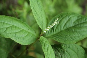 フタリシズカの写真