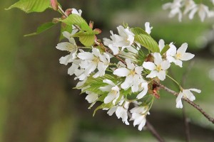 カスミザクラの写真