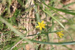 キバナノアマナの写真