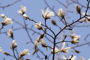 キタコブシの写真