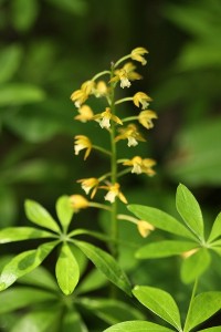 コケイランの写真