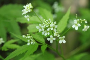 コンロンソウの写真