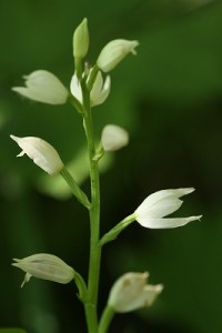 クゲヌマランの写真