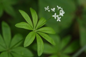 クルマバソウの写真