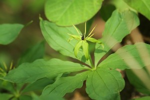 クルマバツクバネソウの写真