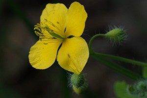 クサノオウの写真