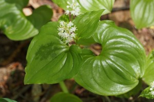 マイヅルソウの写真