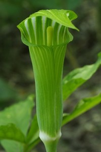 マムシグサの写真