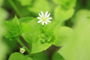 ミヤマハコベの写真