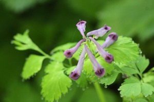 ムラサキケマンの写真