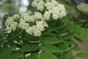 ナナカマドの写真