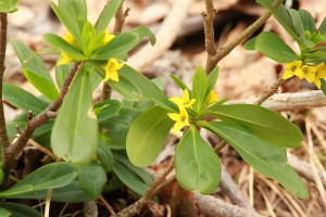 ナニワズの写真