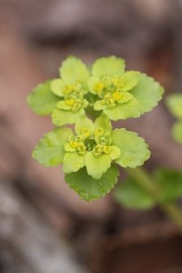 ネコノメソウの写真