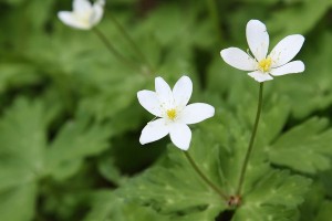 ニリンソウの写真