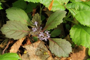 ニシキゴロモの写真