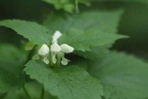 オドリコソウの写真