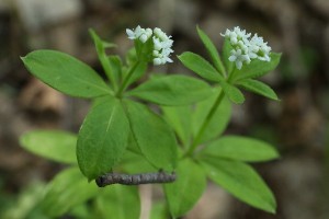 オククルマムグラの写真