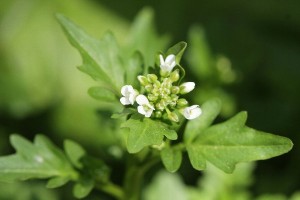 オオバタネツケバナの写真